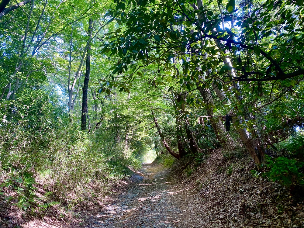 八王子 シルクロード〜野猿峠の写真11