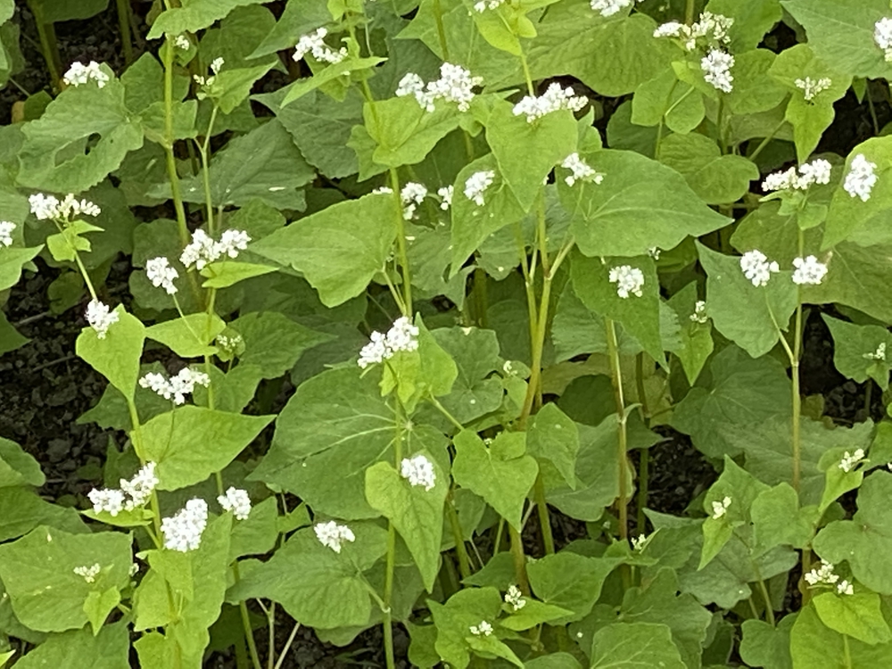 東近江市永源寺の田園地帯の蕎麦の白い花とワイナリーの酵母パンの写真3