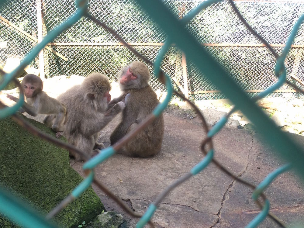 標高差300mの鬼怒川・丸山トレイル【4km】の写真10