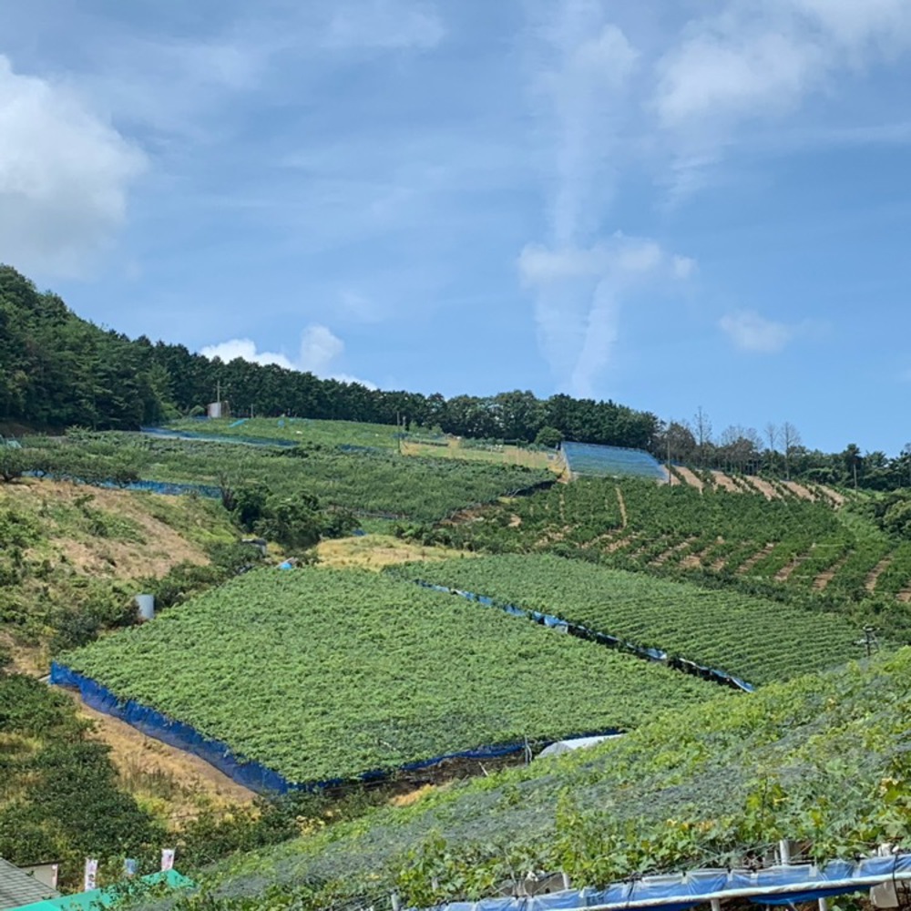 泉北ニュータウン深阪校区に散歩しました。の写真3