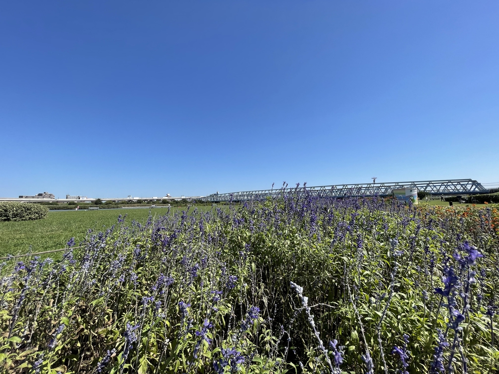 金木犀の香りを感じながら下町の川沿いを走る11キロの写真4