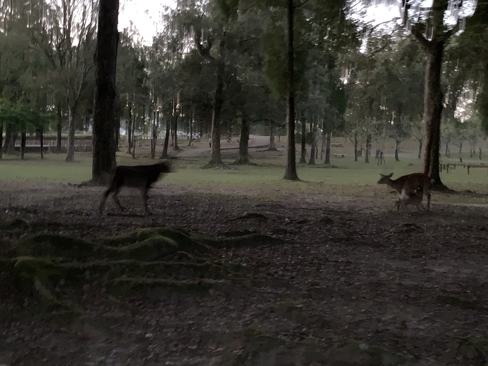 JR奈良駅〜奈良公園・春日大社・若草山の写真3