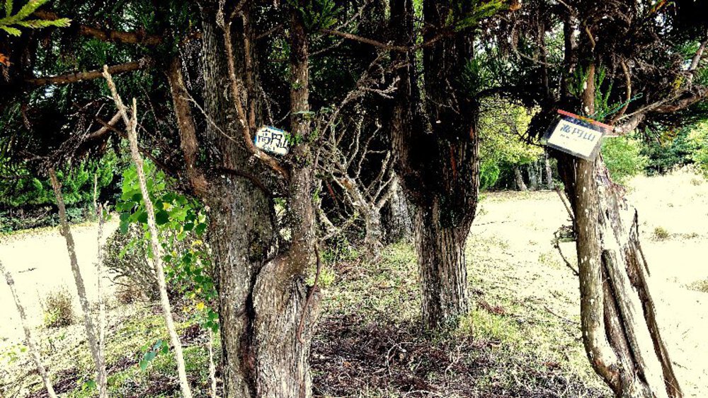 そうだ、奈良へ行こう。の写真11