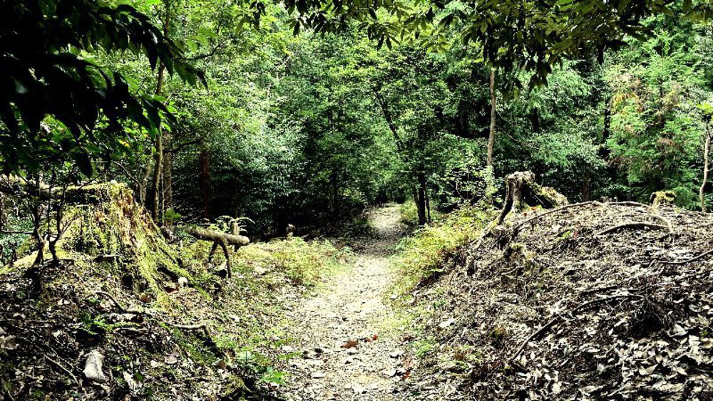 そうだ、奈良へ行こう。の写真12