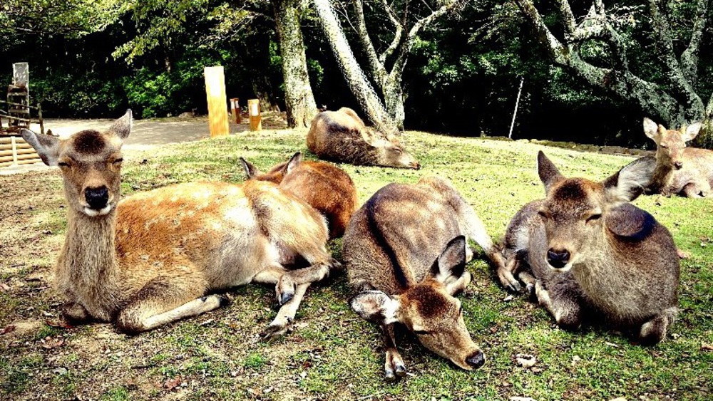 そうだ、奈良へ行こう。の写真20