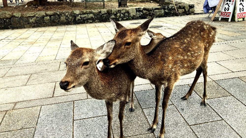 そうだ、奈良へ行こう。の写真33