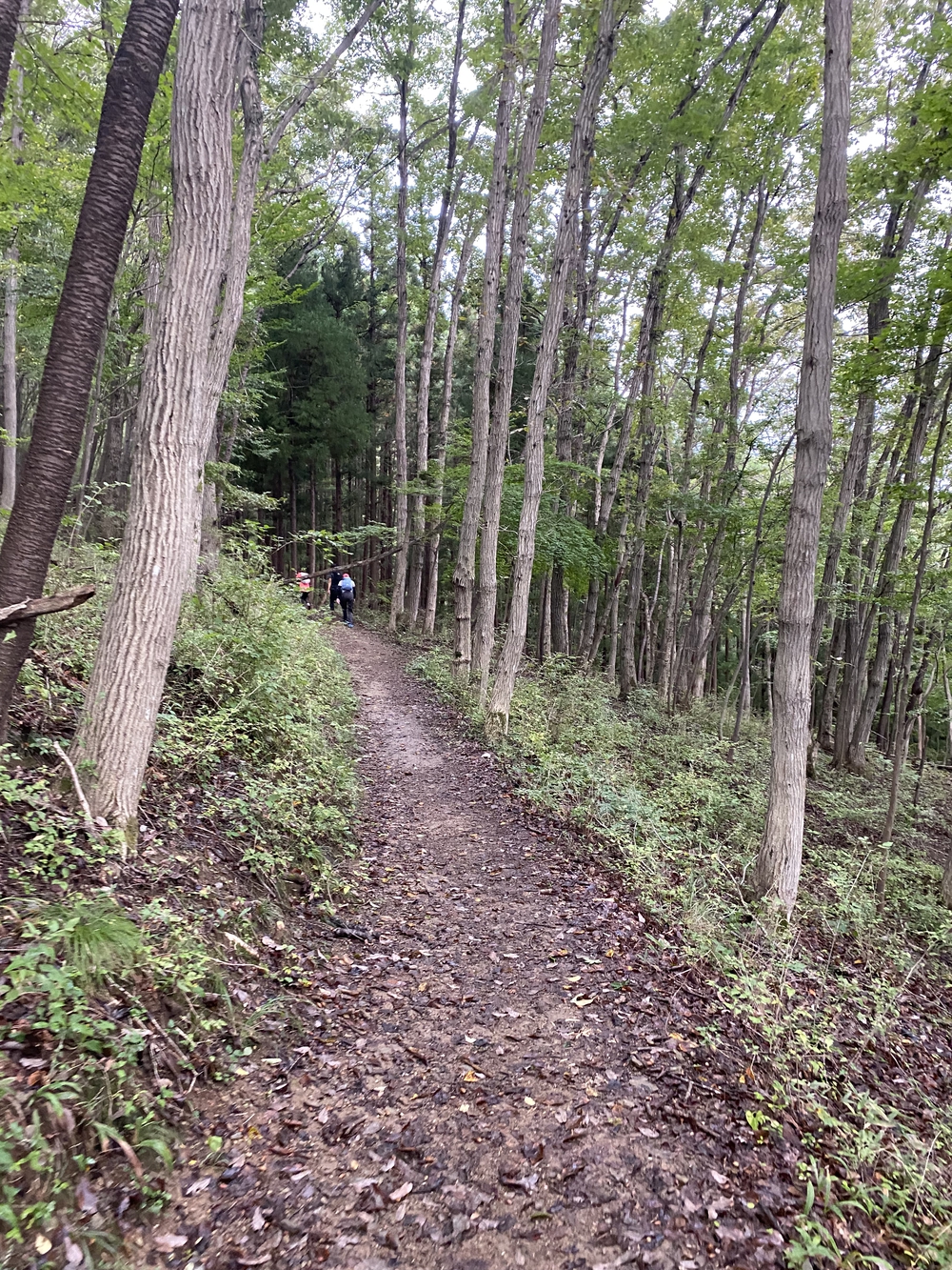 長瀞アルプスと岩畳をくるっと一周の写真4