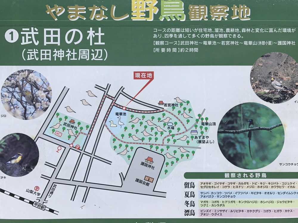 甲府満喫！11kの写真3