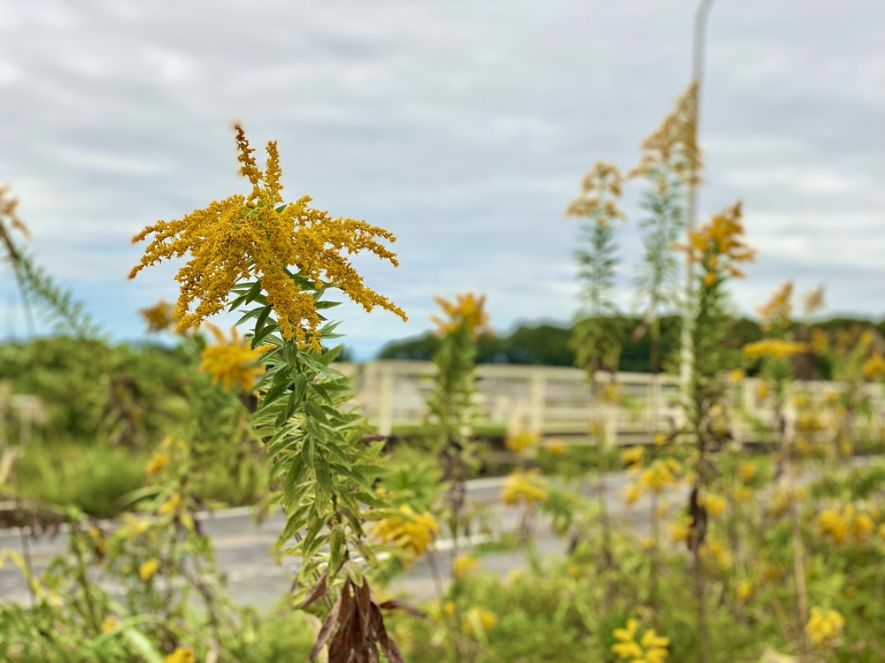 牛久沼〜河童を尋ねての写真4