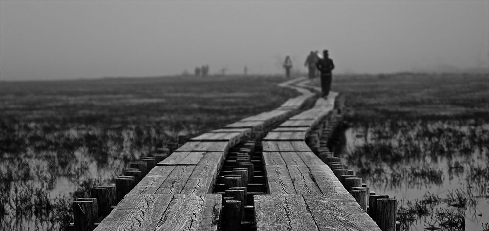 花鳥風月・尾瀬ケ原の写真4