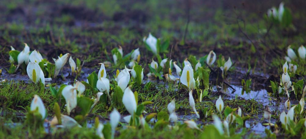 花鳥風月・尾瀬ケ原の写真7