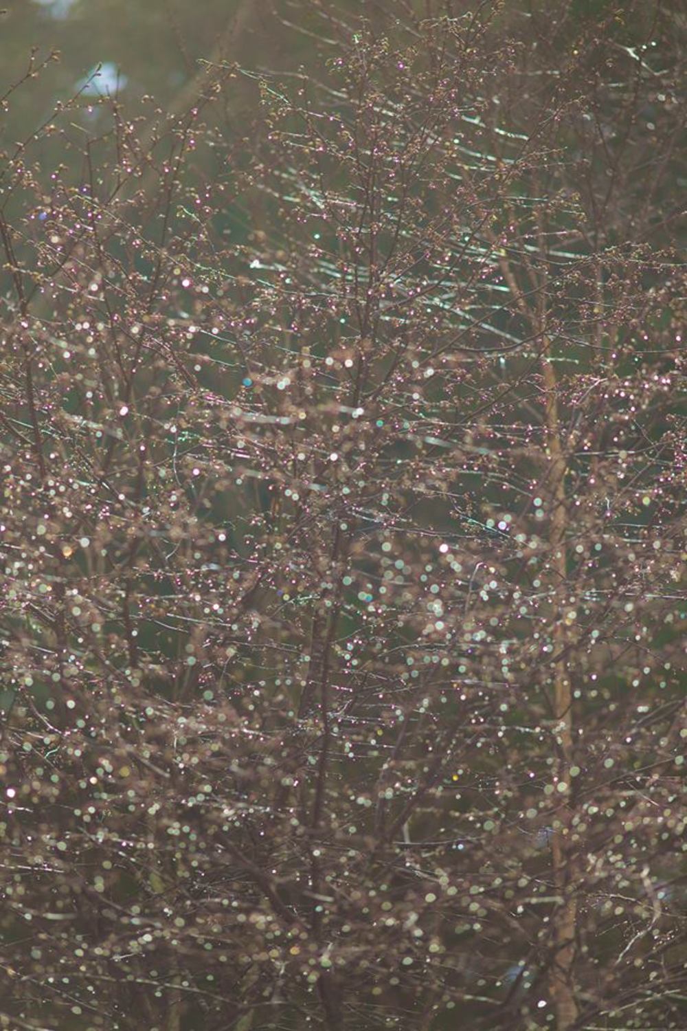 眺望絶佳・尾瀬沼の写真4