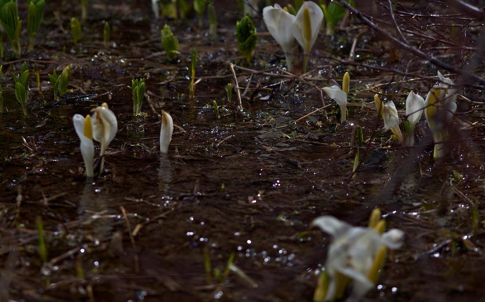 眺望絶佳・尾瀬沼の写真11