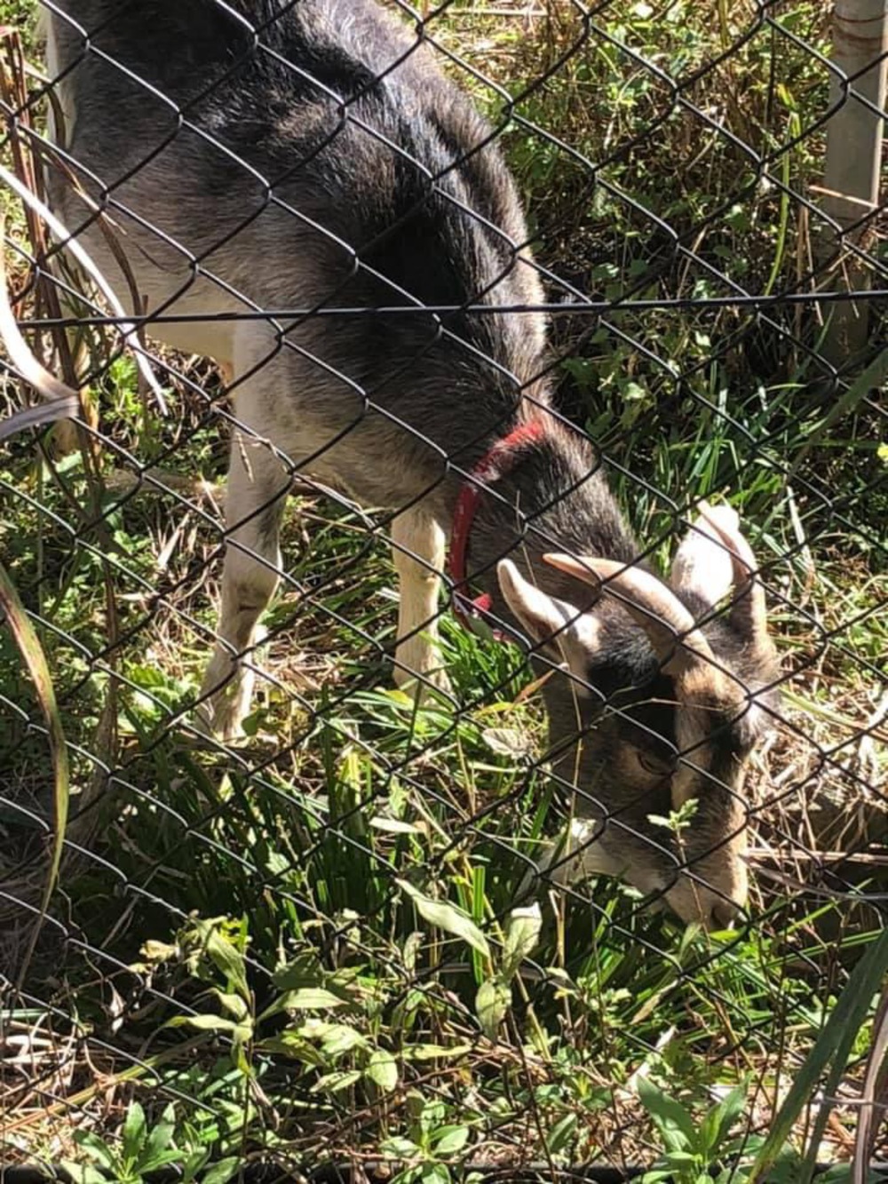 尾根幹線から多摩川〜二子玉川の写真5