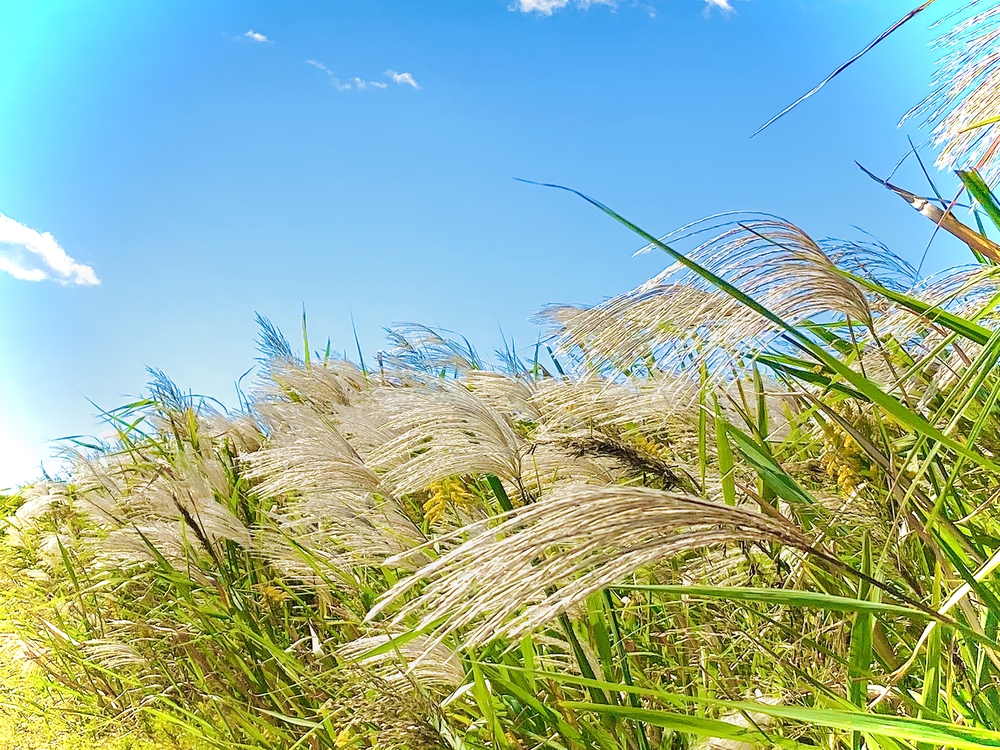 彩湖遊周コースの写真4