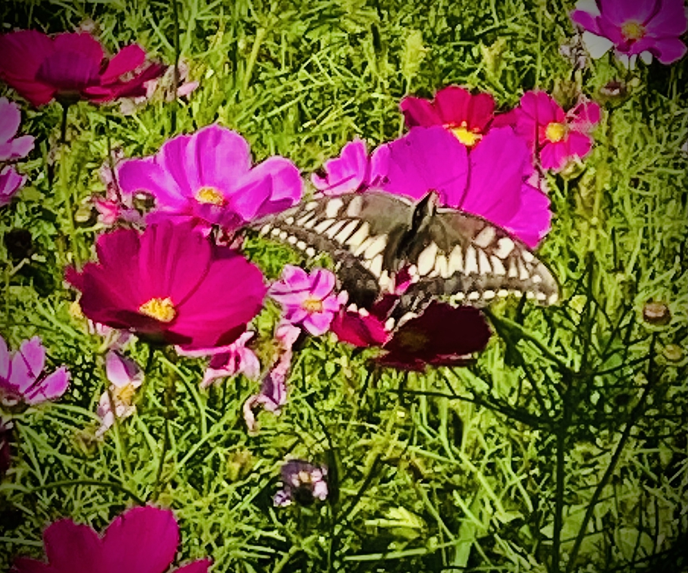 彩湖遊周コースの写真5