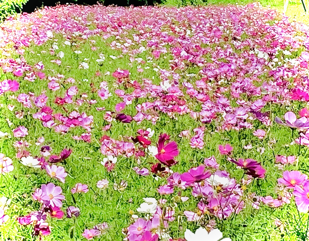 彩湖遊周コースの写真6