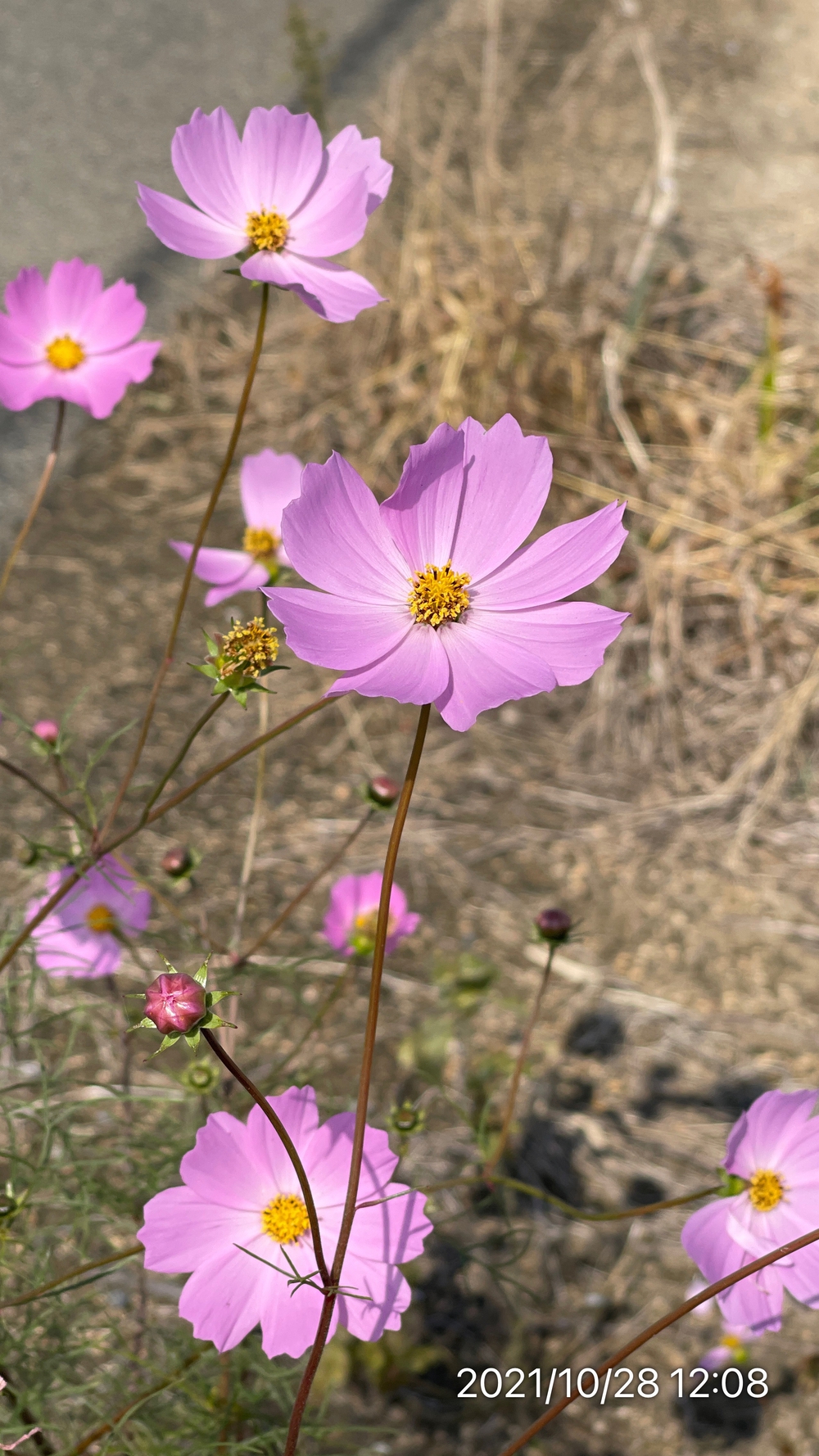 備前田井駅 ｰ 岡山ドームの22kmの写真8