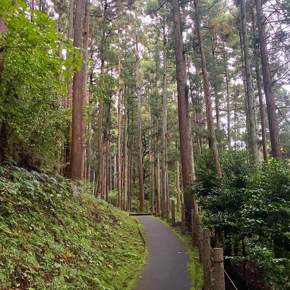 自然も満喫！ヒルトン小田原リゾート朝ラン3kmコースの写真5