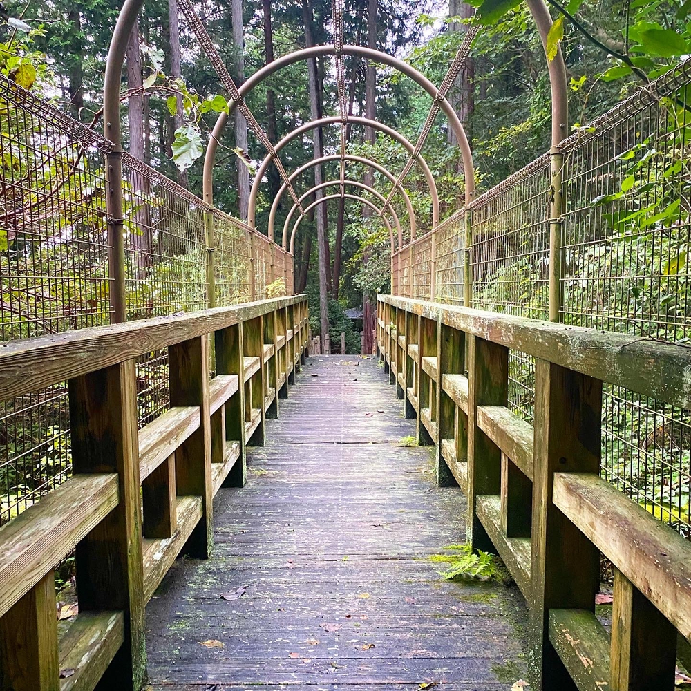 自然も満喫！ヒルトン小田原リゾート朝ラン3kmコースの写真6