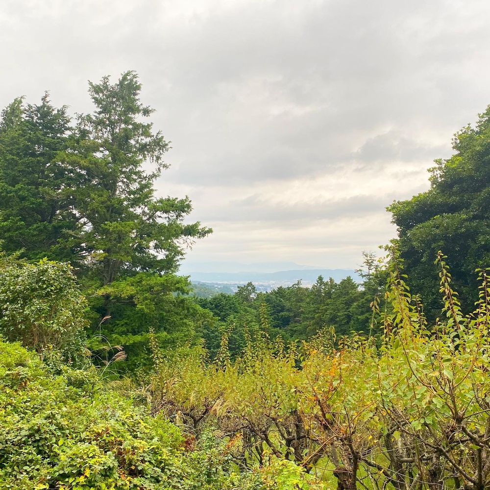 自然も満喫！ヒルトン小田原リゾート朝ラン3kmコースの写真7
