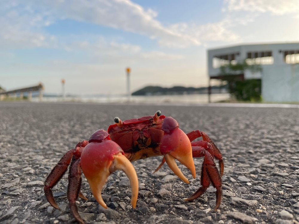 YASHIMA ONE + PENINSULA TRAILの写真4