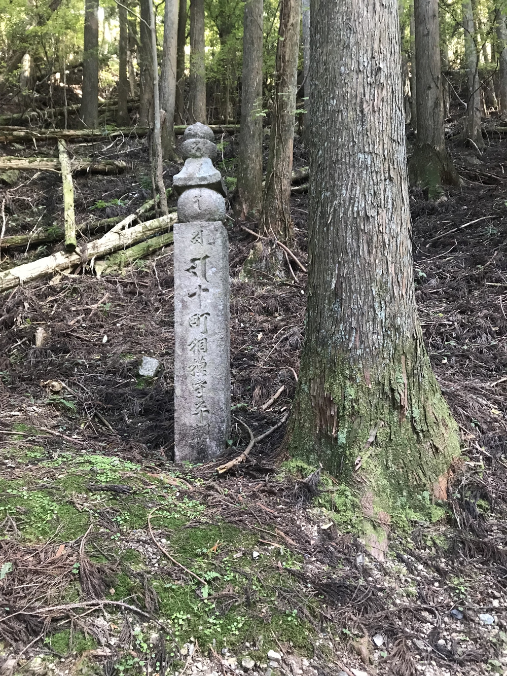 秋の高野山、まるで万華鏡の四季彩に感動！の写真16