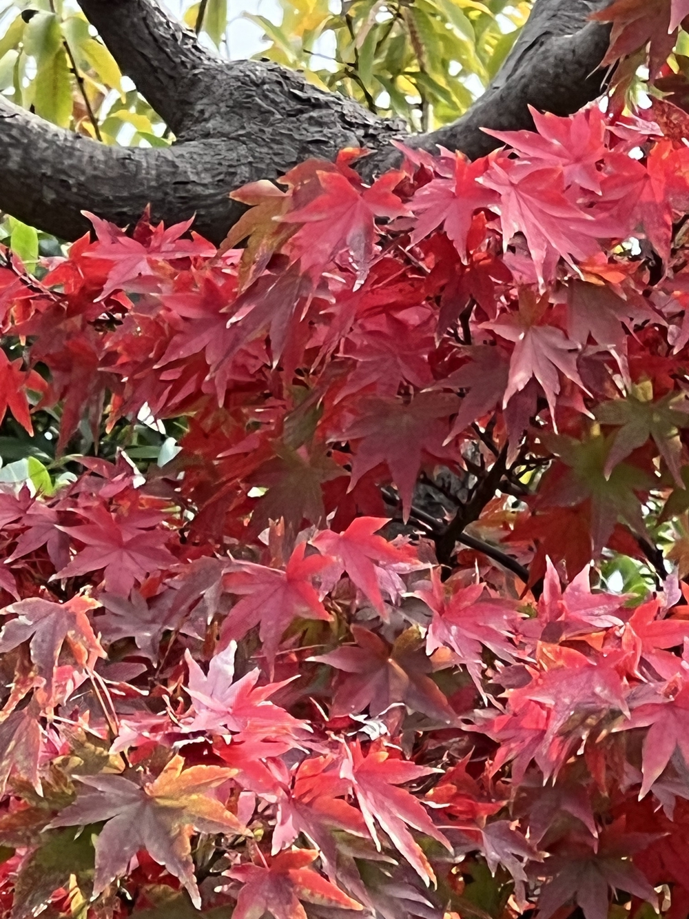 ぐるっとタワー巡り　秋の30Kの写真5