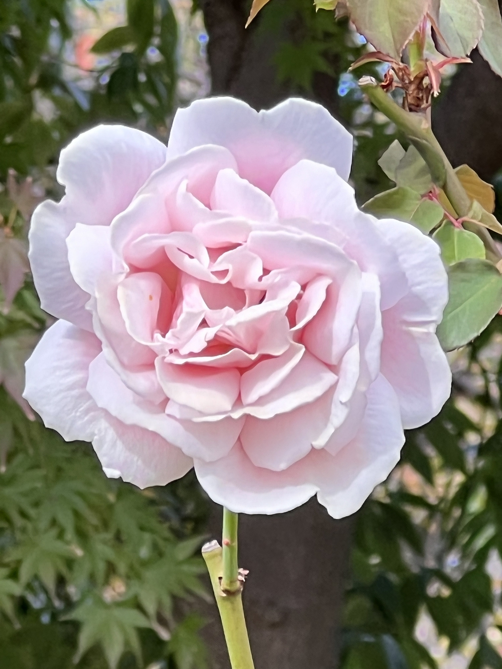 ぐるっとタワー巡り　秋の30Kの写真6