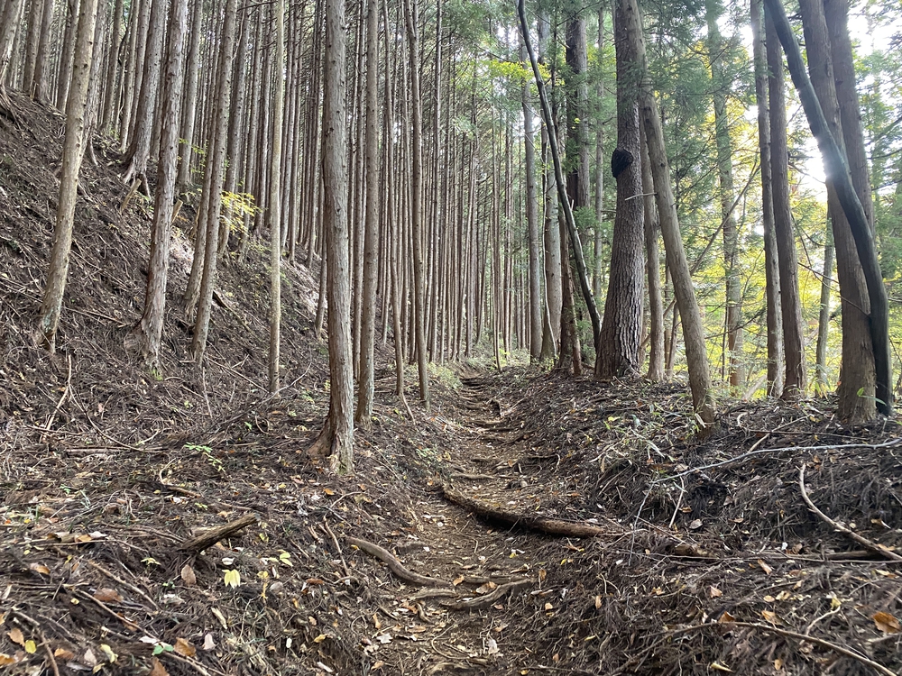 紅葉の秋川渓谷トレイルの写真3