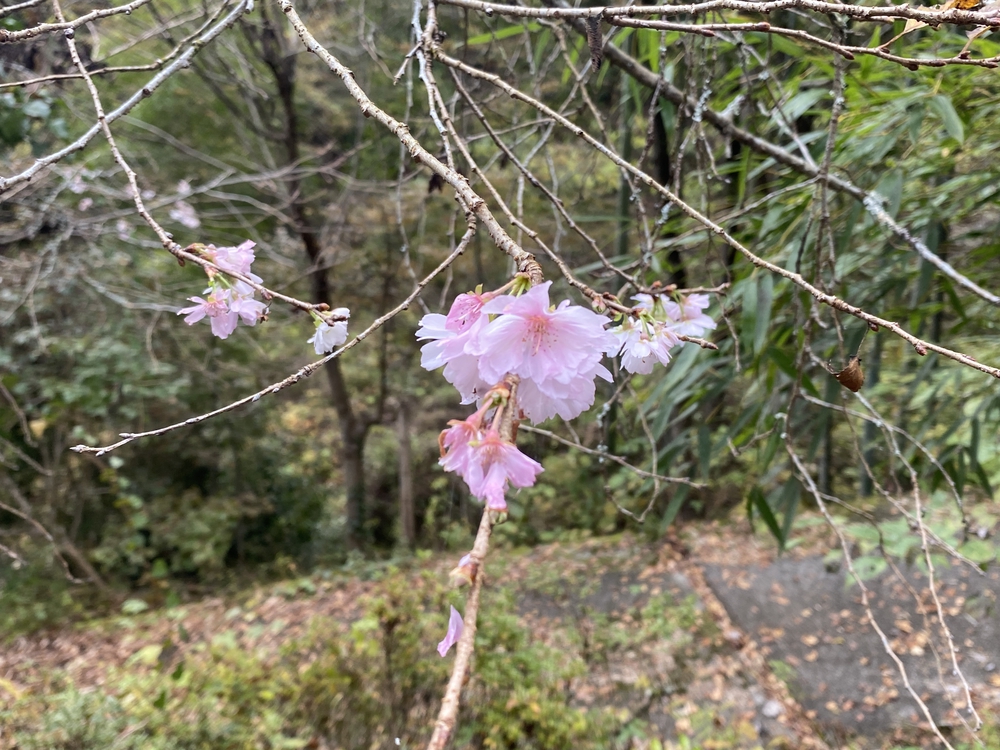 紅葉の秋川渓谷トレイルの写真9