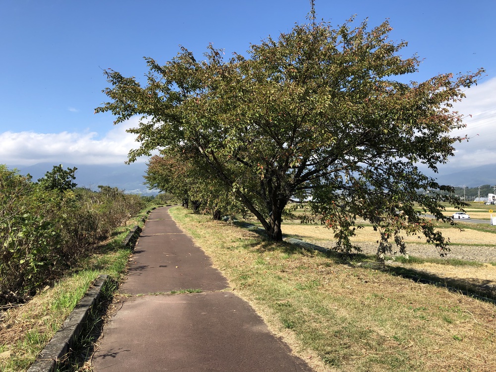 三峰川ランの写真5