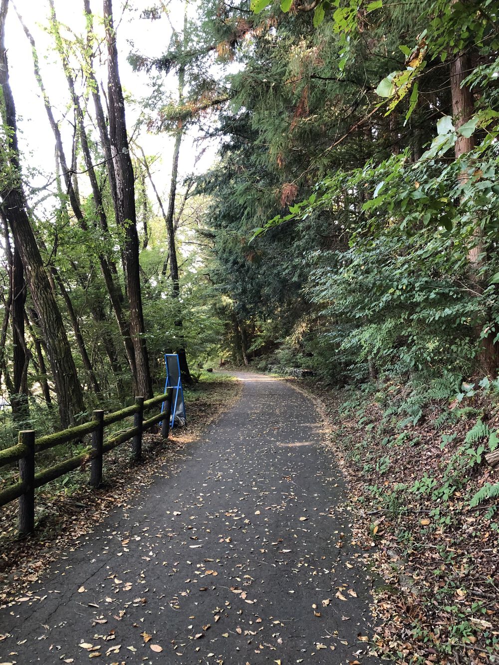 三峰川ランの写真6