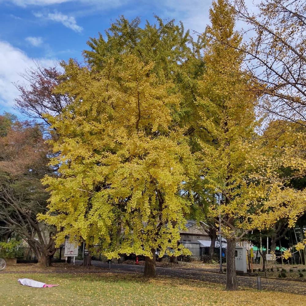 飯田橋〜国立天文台の写真6