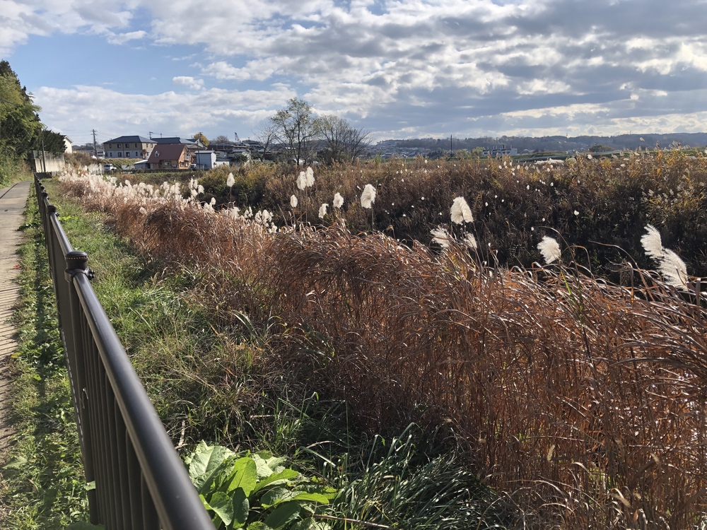 八戸駅の小道を辿るとそこにはススキストレートロードがあったの写真7