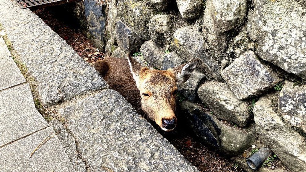 シルクロードの終着駅の写真44