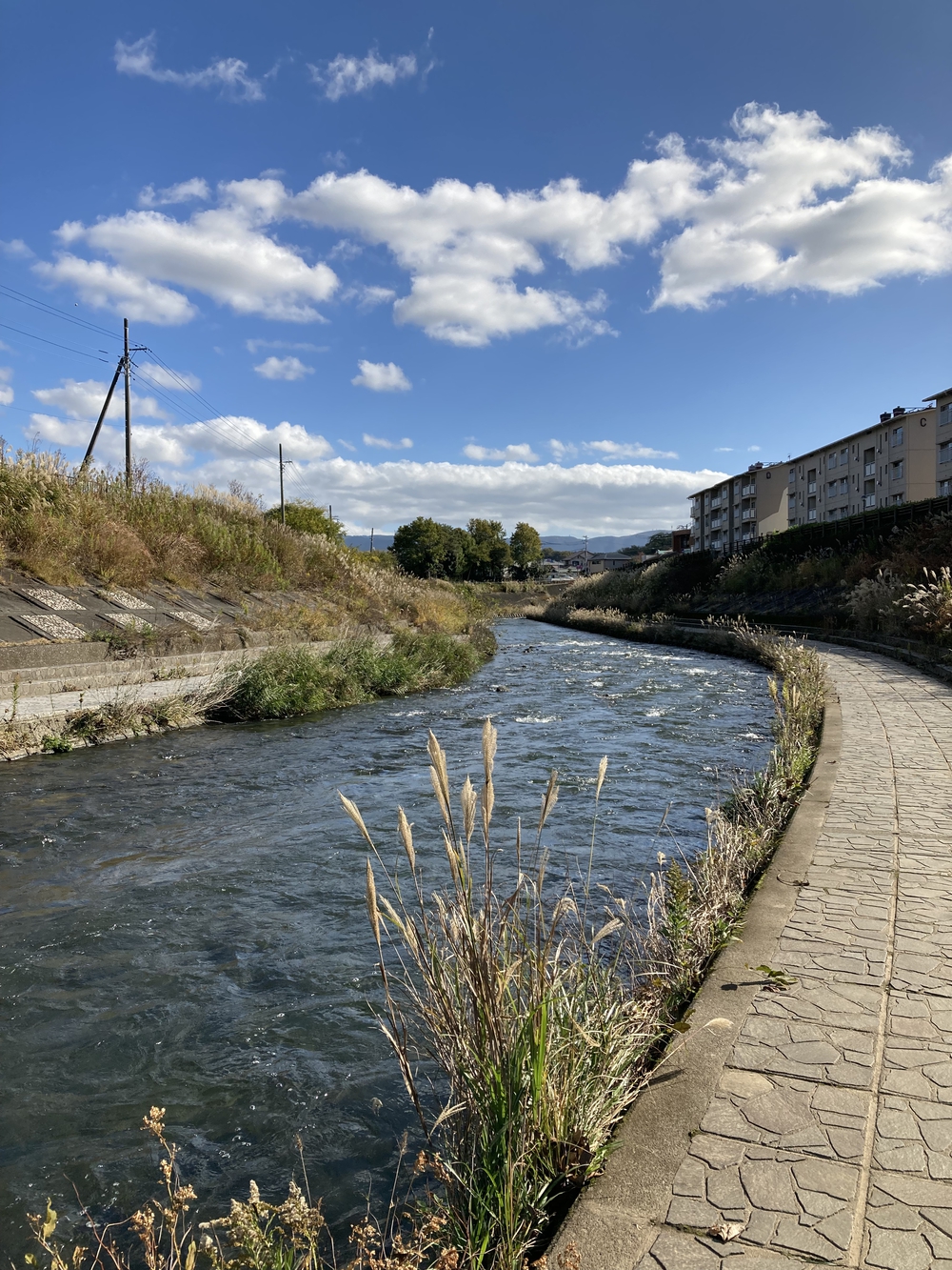 秋の三島ラン: 三島の美しい銀杏並木通りと三島大社等々の写真3