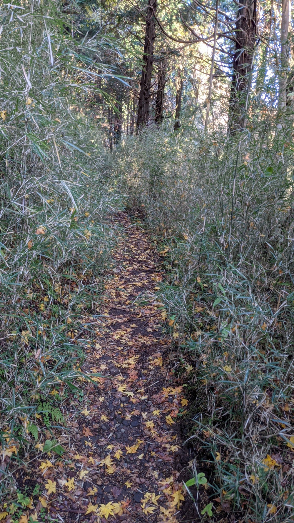 箱根芦ノ湖一周走（桃源台ホテルスタート）の写真15