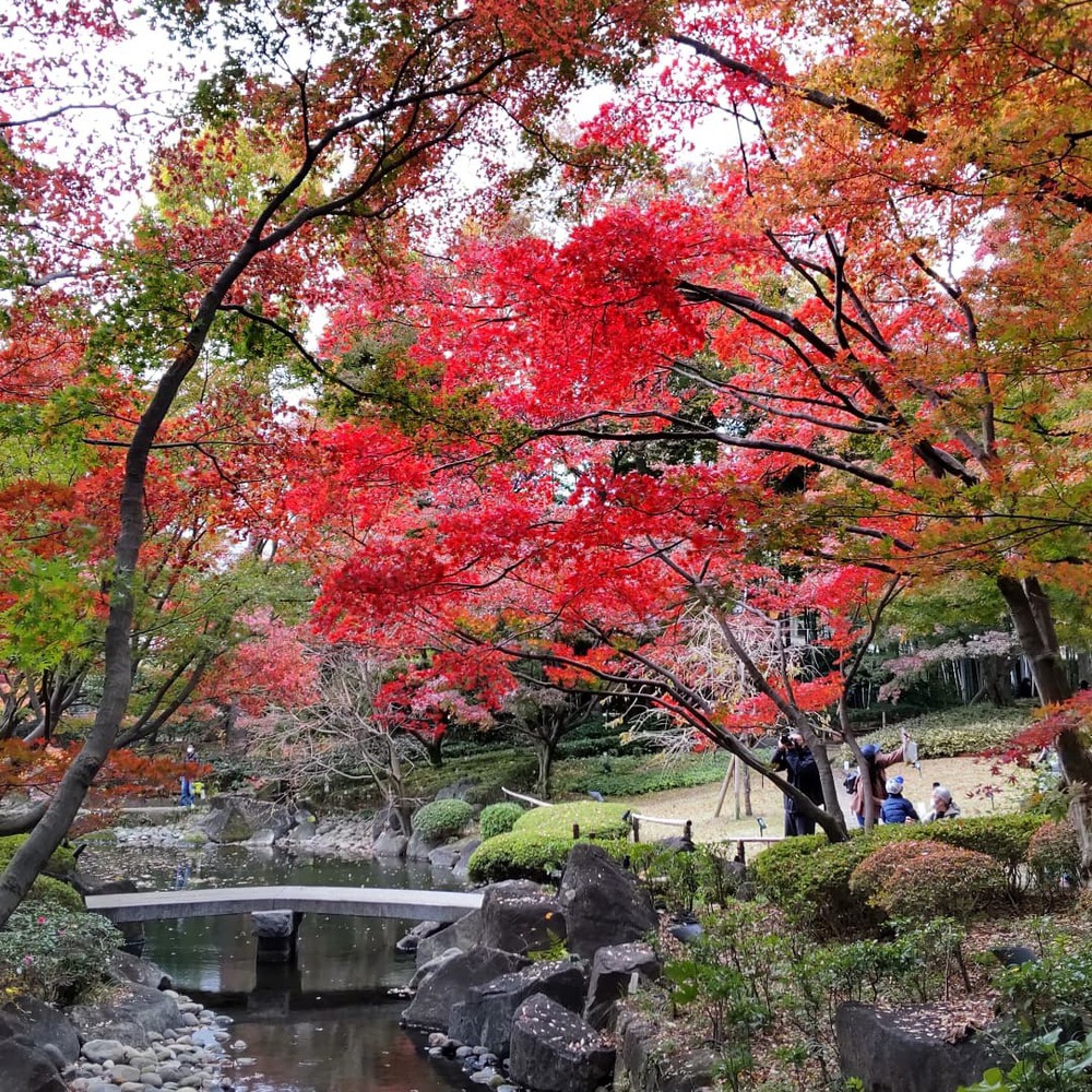 皇居〜大田黒公園　紅葉Run！の写真5