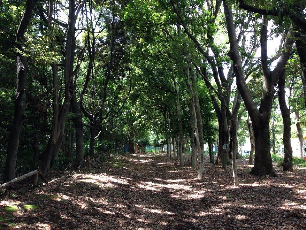 練馬区民のオアシス♪ 光が丘公園【3.1km】の写真3