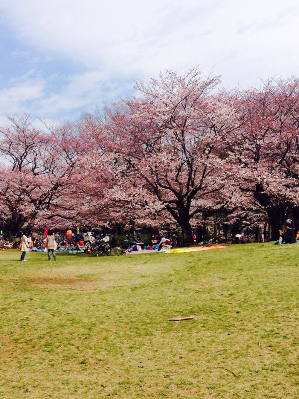 練馬区民のオアシス♪ 光が丘公園【3.1km】の写真4