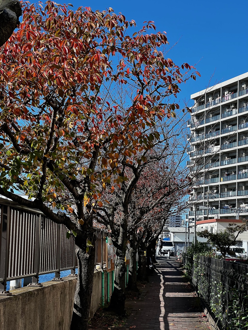呑川水門から大森ふるさとの浜辺周回の写真5