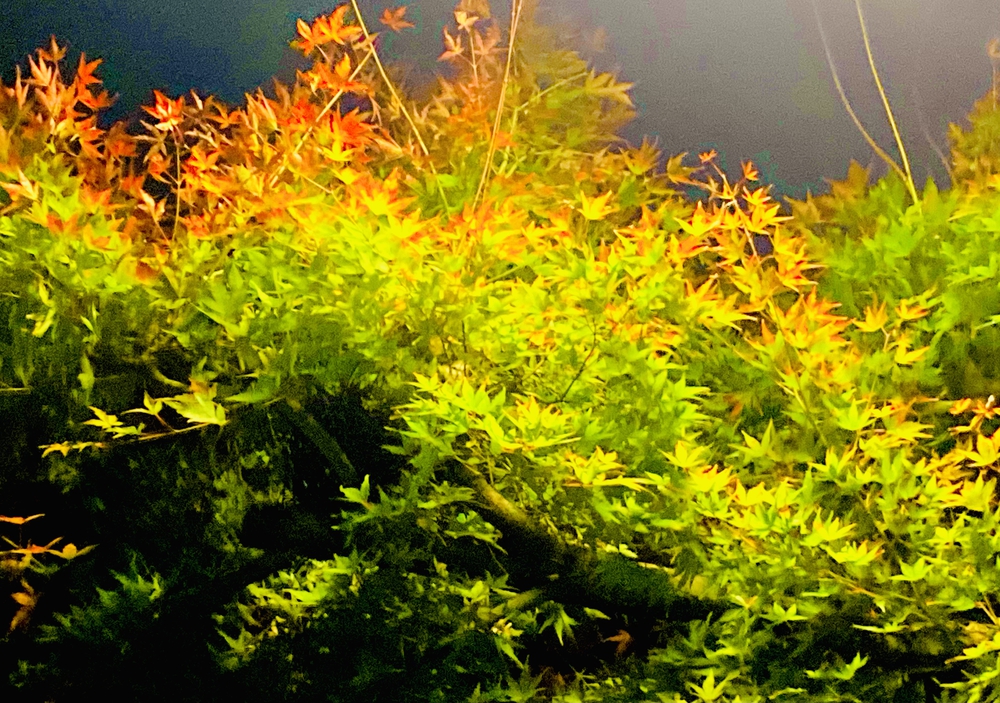 美女木〜西浦和　17号直線コースの写真4