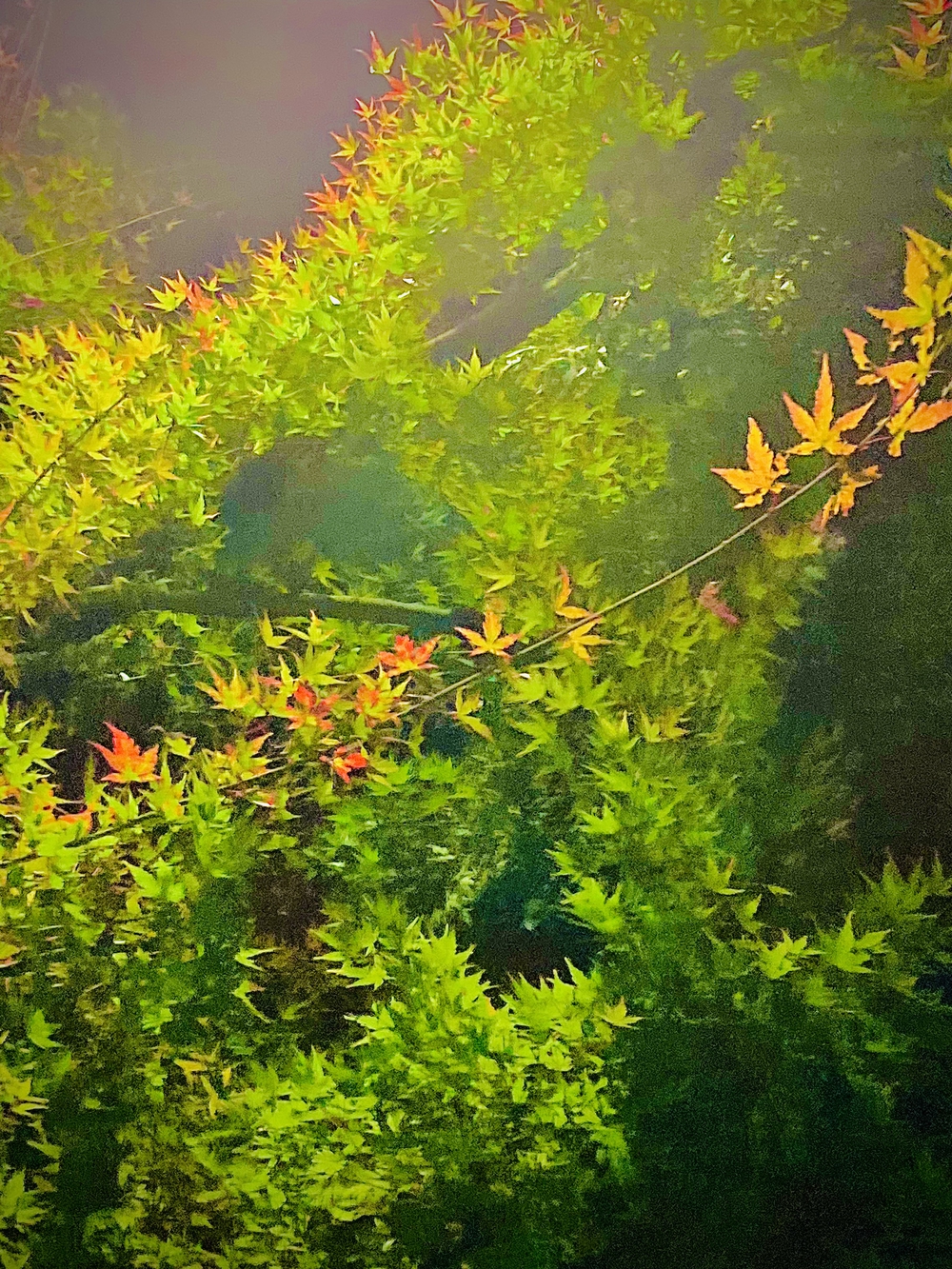 美女木〜西浦和　17号直線コースの写真5