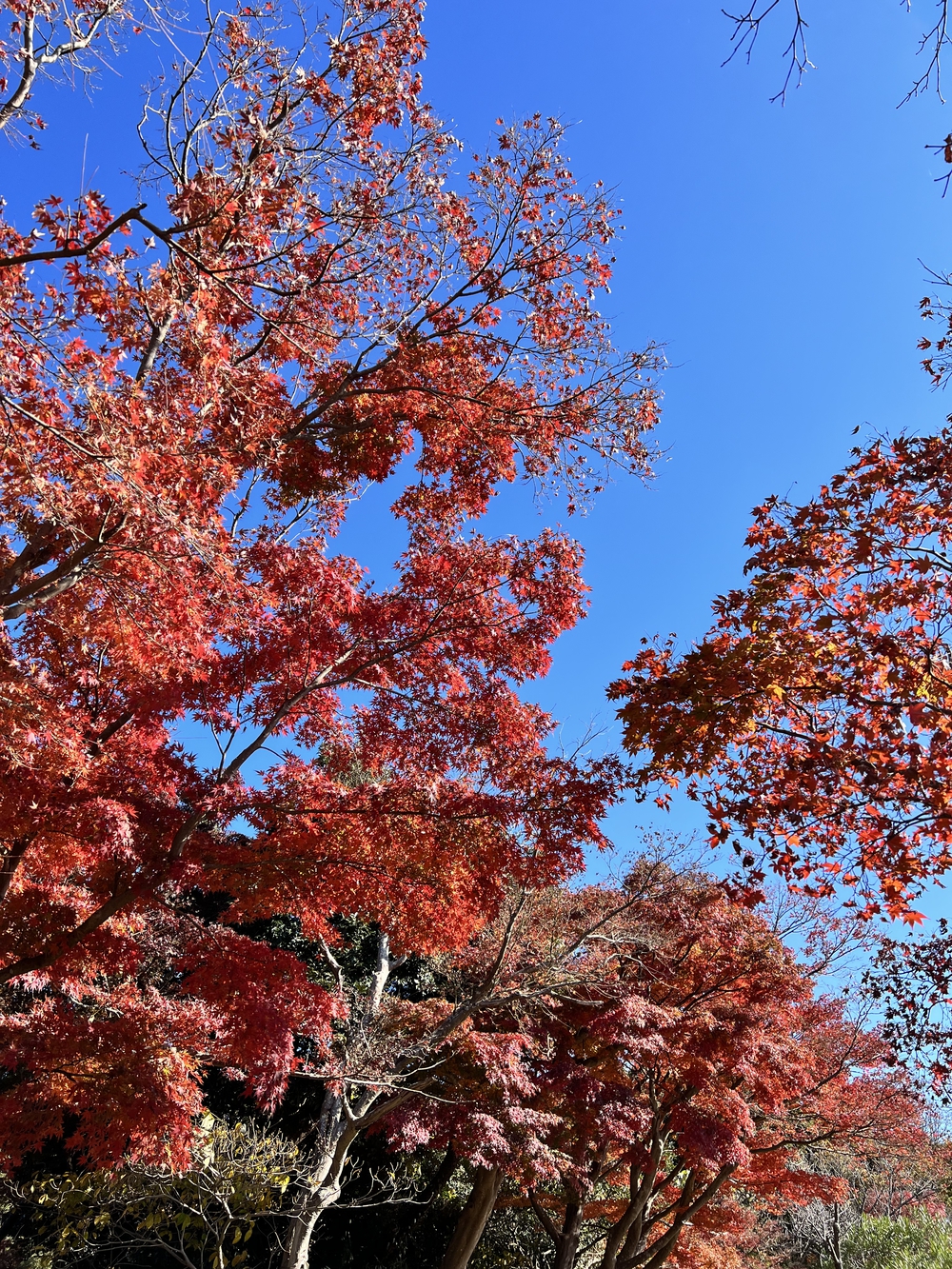 ぐるっと鎌倉20K〜2021紅葉シーズンの写真5