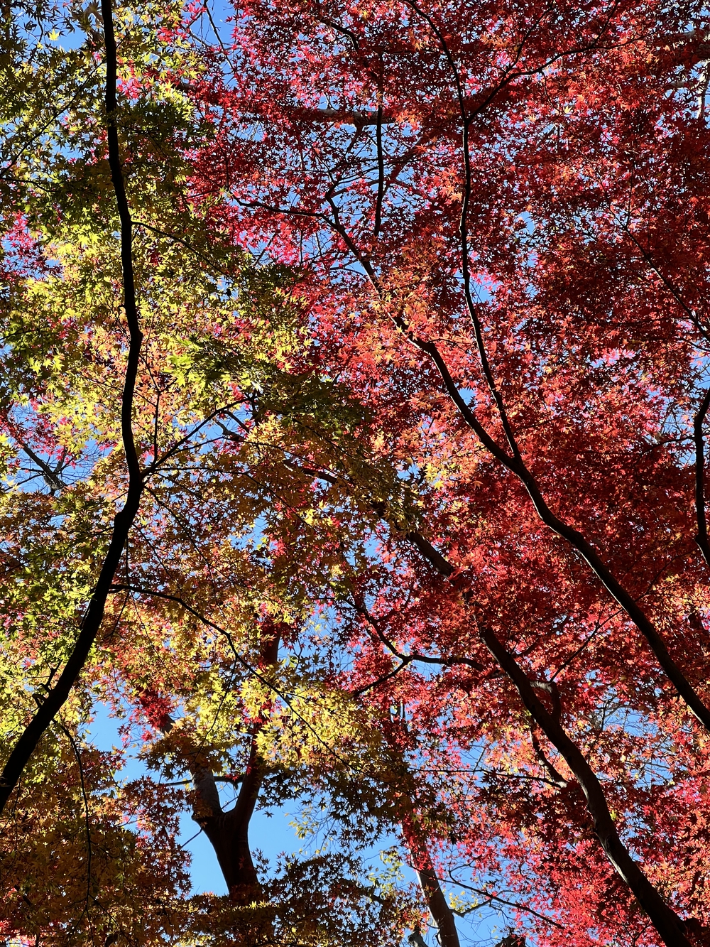 ぐるっと鎌倉20K〜2021紅葉シーズンの写真9