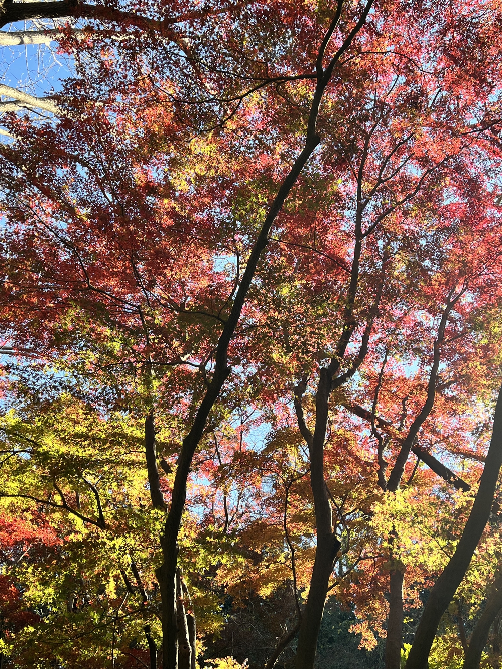 ぐるっと鎌倉20K〜2021紅葉シーズンの写真10