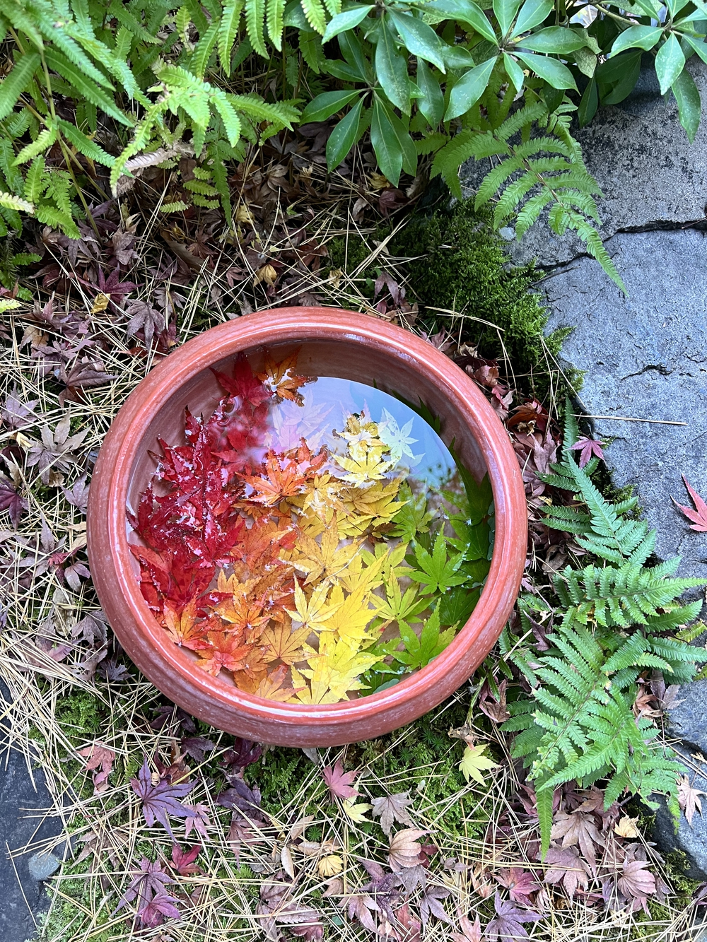 ぐるっと鎌倉20K〜2021紅葉シーズンの写真12