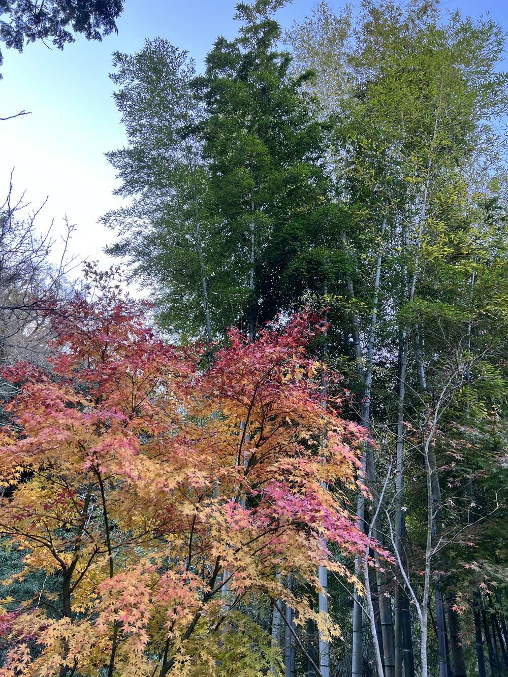 ぐるっと鎌倉20K〜2021紅葉シーズンの写真13