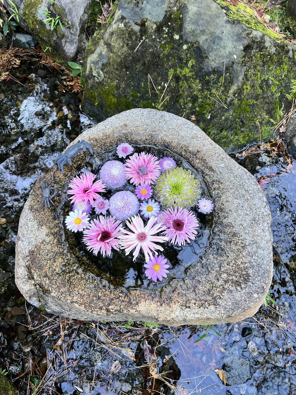 ぐるっと鎌倉20K〜2021紅葉シーズンの写真15